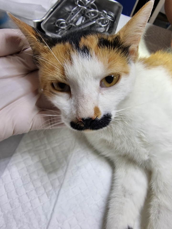 한국 고양이 이미지 파일 입니다.